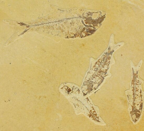 Four Fossil Fish (Knightia And Diplomystus) - Wyoming #119495